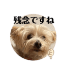 ユイちゃんの日常語2（個別スタンプ：15）