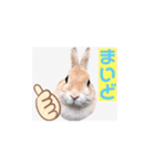 うさぎ6才 関西弁（個別スタンプ：2）
