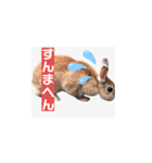 うさぎ6才 関西弁（個別スタンプ：3）