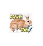 うさぎ6才 関西弁（個別スタンプ：7）