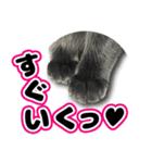 黒猫ルナ meooow Vol.1（個別スタンプ：3）
