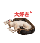 ちろらびスタンプ（個別スタンプ：10）