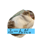 ゆるっとひなたちゃん（個別スタンプ：5）