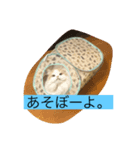 ゆるっとひなたちゃん（個別スタンプ：6）