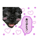 パグのおハナちゃんスタンプ（個別スタンプ：7）