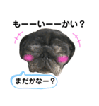 パグのおハナちゃんスタンプ（個別スタンプ：15）