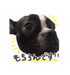 ボストンテリア ムギのでか顔スタンプ（個別スタンプ：13）