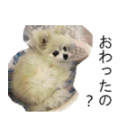 らぶりー レイちゃん（個別スタンプ：16）