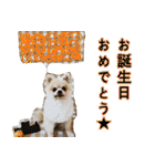 らぶりー レイちゃん（個別スタンプ：19）