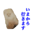 らぶりー レイちゃん（個別スタンプ：35）