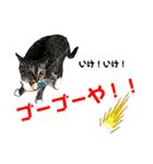 kuromikeCHANNELⅡ（個別スタンプ：1）