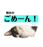 kuromikeCHANNELⅡ（個別スタンプ：4）