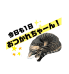 kuromikeCHANNELⅡ（個別スタンプ：5）