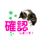 kuromikeCHANNELⅡ（個別スタンプ：9）