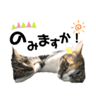 kuromikeCHANNELⅡ（個別スタンプ：16）