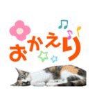 kuromikeCHANNELⅡ（個別スタンプ：19）