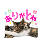 kuromikeCHANNELⅡ（個別スタンプ：20）