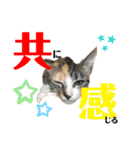 kuromikeCHANNELⅡ（個別スタンプ：24）
