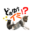 kuromikeCHANNELⅡ（個別スタンプ：29）