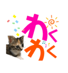 kuromikeCHANNELⅡ（個別スタンプ：39）