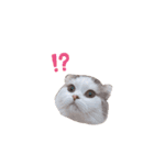 はちわれ猫ぱーるちゃん（個別スタンプ：3）