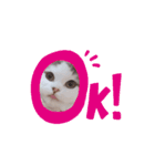 はちわれ猫ぱーるちゃん（個別スタンプ：4）