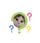 はちわれ猫ぱーるちゃん（個別スタンプ：6）