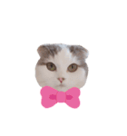 はちわれ猫ぱーるちゃん（個別スタンプ：7）