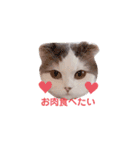 はちわれ猫ぱーるちゃん（個別スタンプ：9）