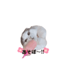 はちわれ猫ぱーるちゃん（個別スタンプ：11）