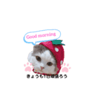 はちわれ猫ぱーるちゃん（個別スタンプ：12）
