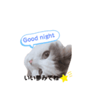 はちわれ猫ぱーるちゃん（個別スタンプ：13）