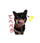 くろしばそらる（個別スタンプ：1）