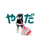 くろしばそらる（個別スタンプ：5）