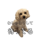 愛犬ぷん 2（個別スタンプ：2）