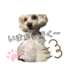 愛犬ぷん 2（個別スタンプ：6）