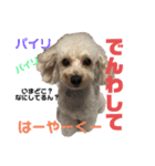 愛犬ぷん 2（個別スタンプ：8）