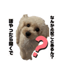 愛犬ぷん 2（個別スタンプ：10）