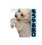 愛犬ぷん 2（個別スタンプ：11）