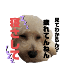 愛犬ぷん 2（個別スタンプ：12）