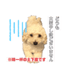 愛犬ぷん 2（個別スタンプ：13）
