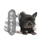 フレンチブルドッグのこたろー（個別スタンプ：16）