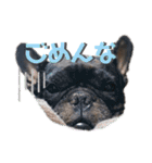 フレンチブルドッグのこたろー（個別スタンプ：17）