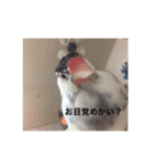 イノあにまるず（個別スタンプ：1）