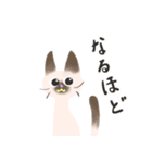 ねこ時々やっぱり毎日ねこ（個別スタンプ：14）