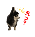 チワワのチー君(ブラックタンホワイト)（個別スタンプ：3）