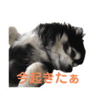 チワワのチー君(ブラックタンホワイト)（個別スタンプ：8）