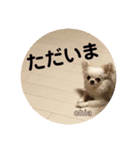 チワワのちぃちゃん(*⁰▿⁰*)（個別スタンプ：11）