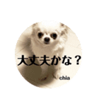 チワワのちぃちゃん(*⁰▿⁰*)（個別スタンプ：12）