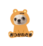 チワワのちぃちゃん(*⁰▿⁰*)（個別スタンプ：13）